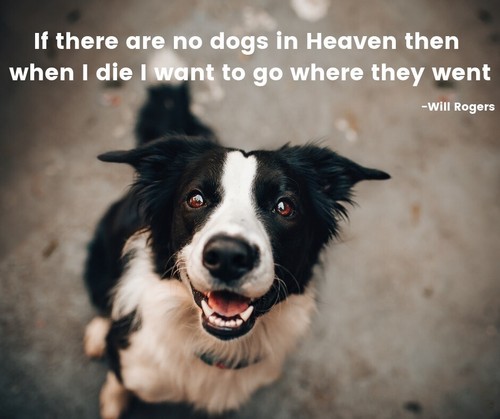 Border collie cane will - border,