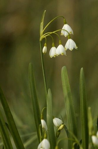 Fiocco neve primavera - fiocco,