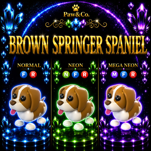 Springer spaniel marrone - , fr