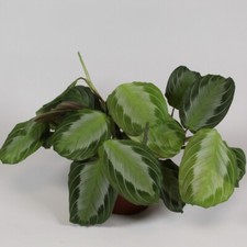 Maranta Leuconeura 'Silver