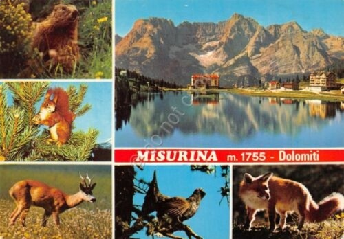 Cartolina misurina vedute - misurina,