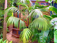 Palma di Kentia - Howea forsteriana - 15-20 cm - pianta, antipasto vivo