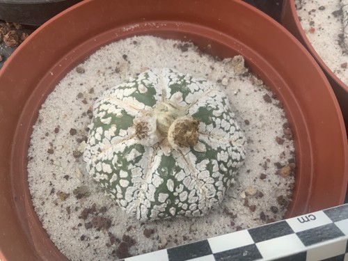 376 astrophytum asterias - 376,