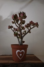 jade pre bonsai