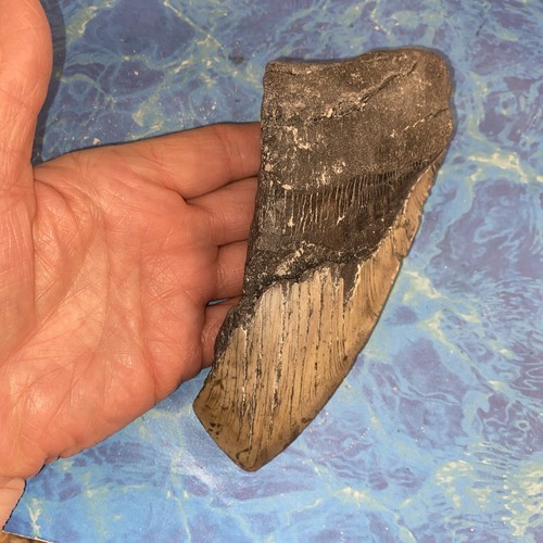 Squalo megalodonte denti - squalo,