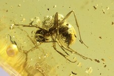 Formicidae Formica flori e