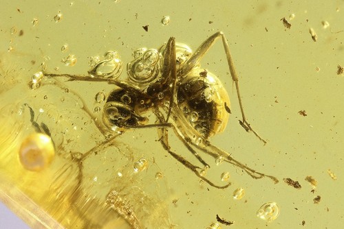 Formicidae formica flori - flori, e