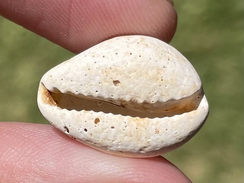 Francia gastropode fossile