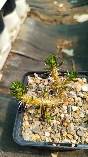 Maihuenia poeppigii piante