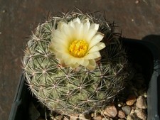 Pediocactus simpsonii ssp