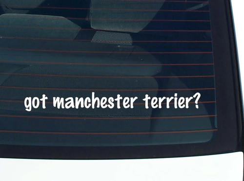 Got manchester terrier - manchester,
