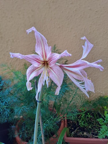 Hippeastrum stella marina - hippeastrum, x