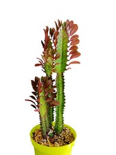 Euphorbia trigona rubra pianta