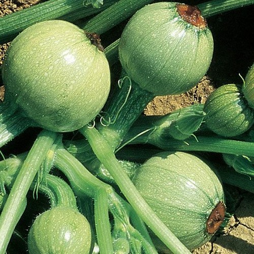 Semi sementi zucchino - sementi,