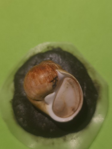 Conchiglia cryptonatica - conchiglia,