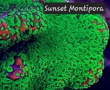 Sunset Montipora 3/4-1.5 inch