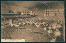 Como Città Pollaio Provinciale cartolina QK3280