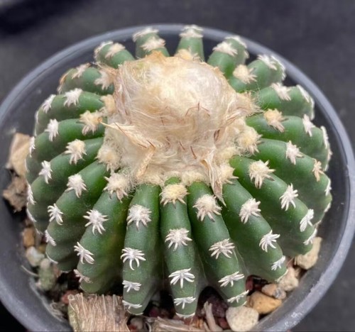Pianta succulenta discocactus - pianta,