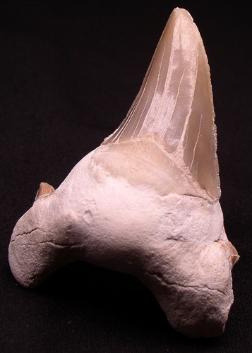 Dente squalo fossil - squalo, otodus