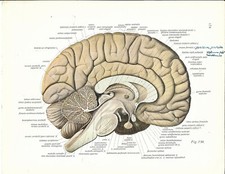 Stampa antica ANATOMIA  DEL