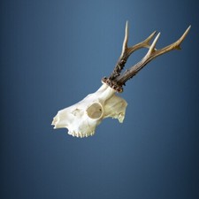 006CA Trofeo di capriolo 438g