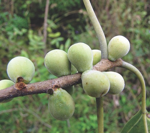 Pipistrello indiano ficus - indiano,