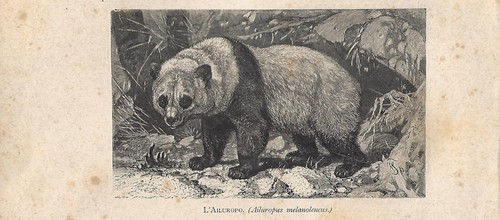 Stampa antica panda gigante - stampa,