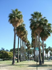 Washingtonia robusta - washingtonia,