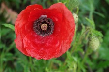 Papavero rosso papavero