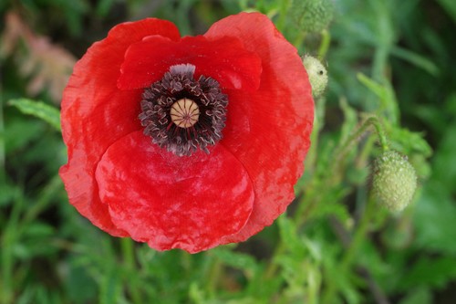 Papavero rosso papavero