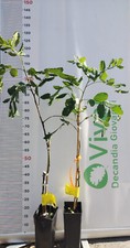 Pianta carrubo innestata - di,