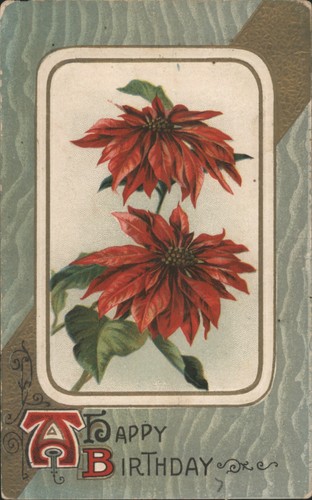 Fiori poinsettie con auguri - auguri, di