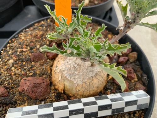 188 pterodiscus speciosus - 188,