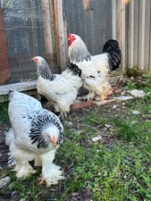Uova Feconde Brahma Bianco