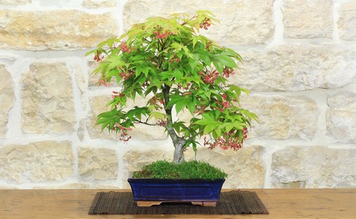Bonsai acero palmato - bonsai, (78)