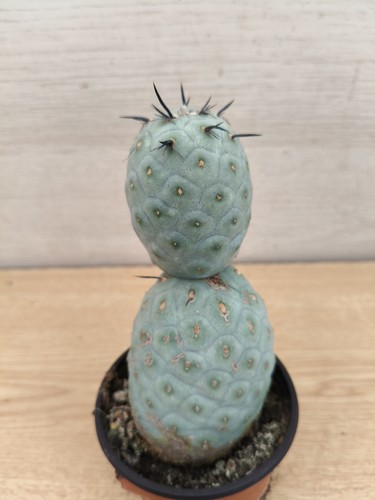 9450 tephrocactus geometricus - 9450,
