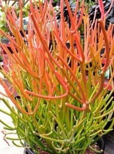 EUPHORBIA TIRUCALLI STICKS OF