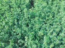 SEMI Erba Medica  Medicago