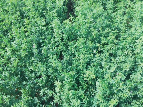 Semi erba medica - erba,