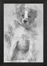 Border Collie cucciolo seduto