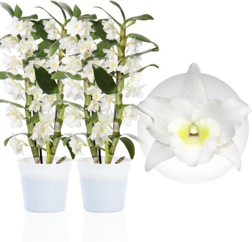 Piante orchidea bamboo - piante,