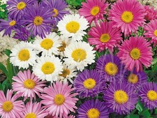 200 Semi Astro Alpino MIX