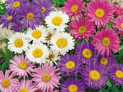 200 semi astro - semi,