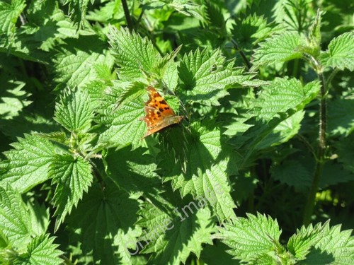 Photo 6x4 comma butterfly - 6x4,
