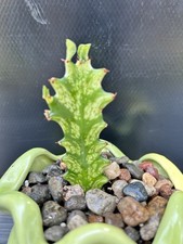 Euphorbia Trigona Mint Creme