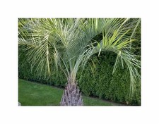 4x Butia yatay - palma
