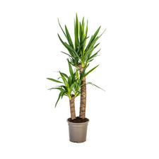 Yucca elephantipes - elephantipes, ↕80