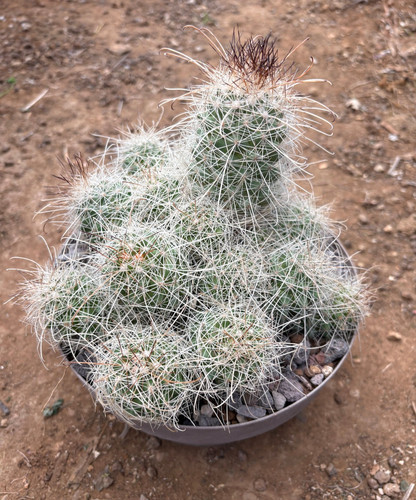 Mammillaria setispina cactus - mammillaria,