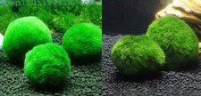 Kit allestimento acquario - kit,