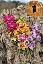 3 Zattere in Sughero Naturale
